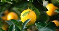 5. Lemon