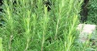 10. Rosemary jadi tanaman herbal melindungi rumah dari nyamuk