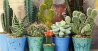 5. Pot cocok kaktus