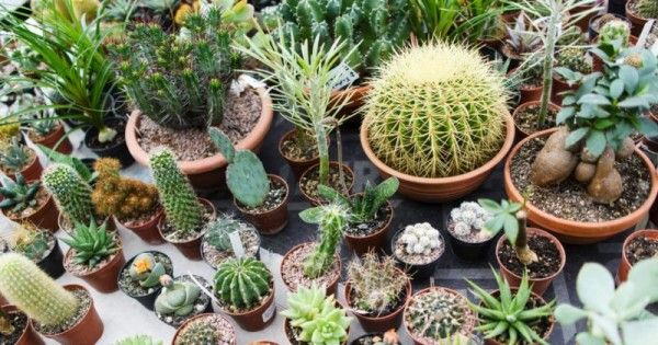 5 Tips Merawat Tanaman Kaktus Hias Popmama Com