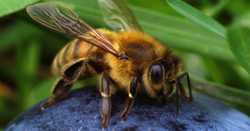 Cara mengusir lebah madu dalam rumah