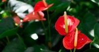 2. Bunga anthurium merupakan tanaman hias indoor sangat eksotis