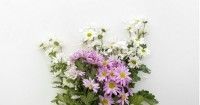 4. Bunga gerbera daisy bisa menyerap trichloroethylene dihasilkan dari sabun cucian