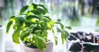 7. Basil segudang manfaat