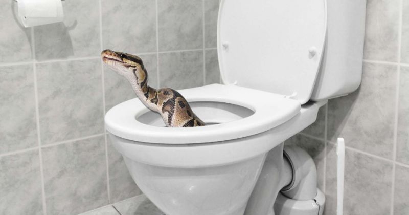 Cara mengusir ular di dalam rumah