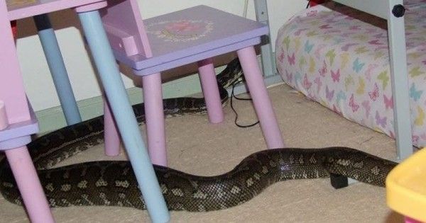 Cara mengusir ular keluar dari rumah