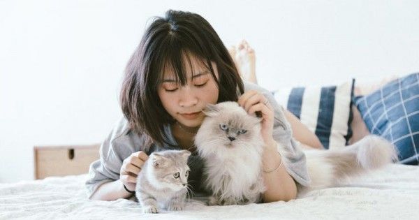 Cara Merawat Kucing Anggora Dengan Baik Dan Benar Untuk Pemula