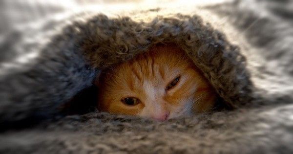 7 Cara Merawat Kucing Persia agar Bersih dan Sehat  Popmama.com
