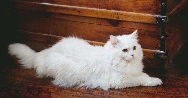 7 Cara Merawat Kucing Persia agar Bersih dan Sehat Popmama.com -
kotoran mata pada kucing