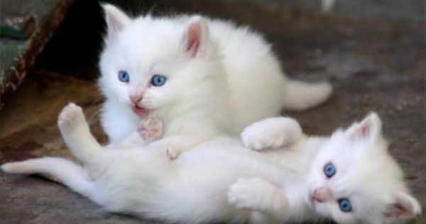 Wajib Tahu! 9 Tips Membersihkan Kandang Kucing  Popmama.com