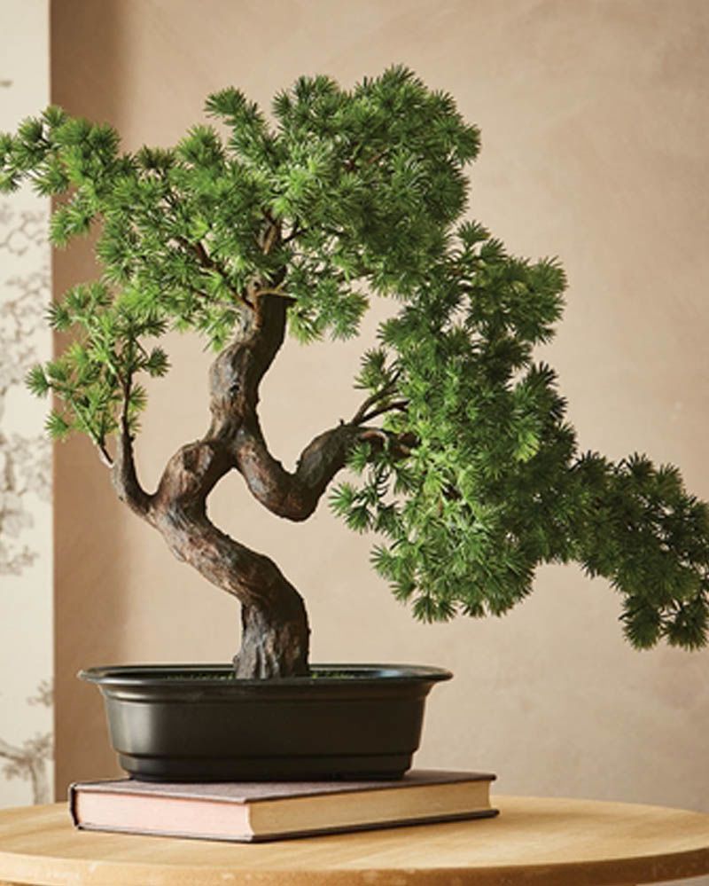 3. Penanaman pemeliharaan tanaman bonsai