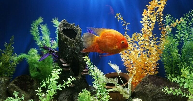 Ayo Lengkapi Aquarium  di Rumah Dengan Jenis Tanaman Ini 