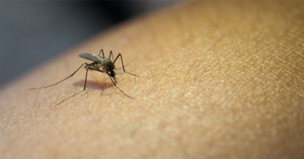 Berbahayakah Virus Zika Untuk Ibu Hamil Popmama Com