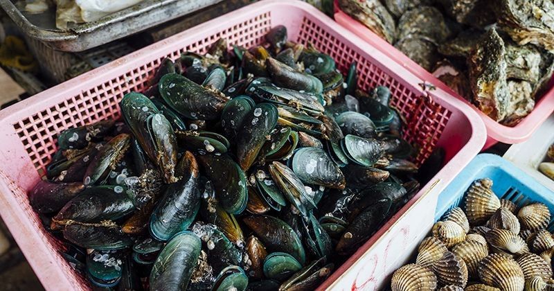 Bolehkah Bayi Makan Kerang Popmama Com