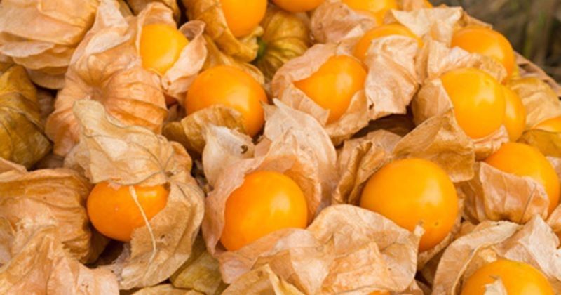 Manfaat buah ciplukan untuk kesehatan