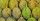 1. Nilai gizi dari durian
