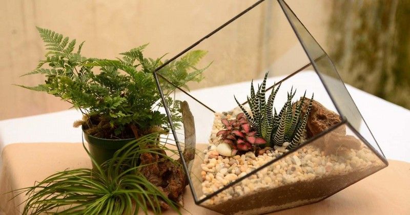 7 Jenis Tanaman untuk Terrarium di Rumah Popmama com