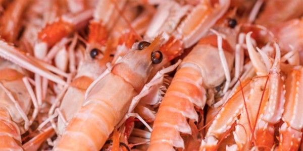 Bkah Mengonsumsi Udang Ketika Menyusui Popmama 