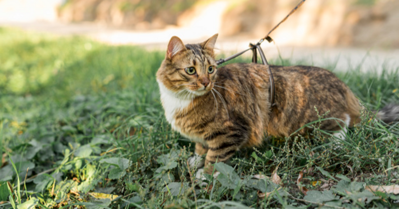 Para Pecinta Kucing, ini Bahaya Toxoplasmosis pada Bayi dan Anak 