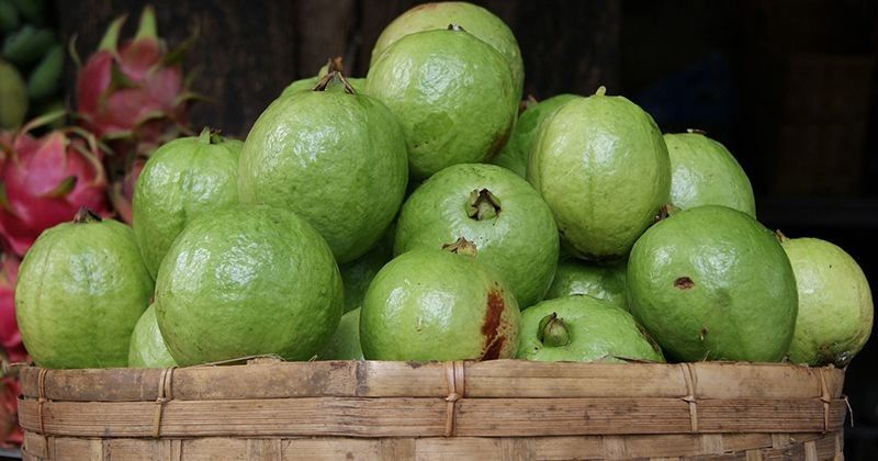Hamil jambu ibu dengan bijinya bolehkah biji makan juice guava