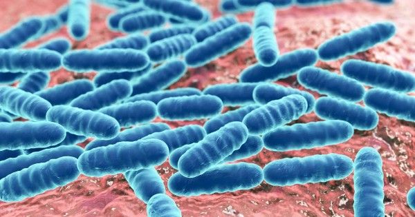 5 Kelebihan Bakteri Lactobacillus Sebagai Probiotik Popmama Com