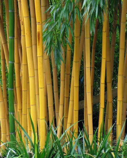 7. Bambu Kuning pagar tinggi menjulang