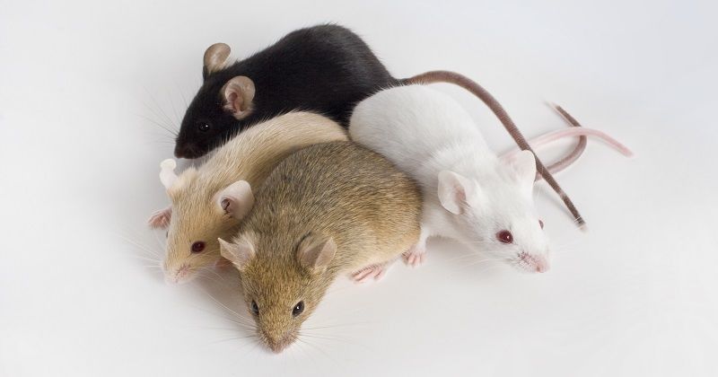 Cara mengusir tikus instan