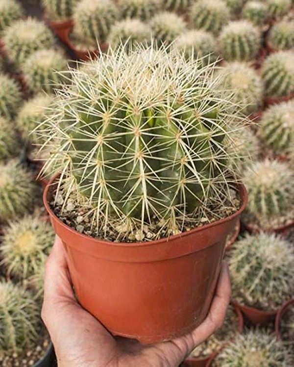  Bunga  Kaktus  8 Jenis Kaktus  Mini Cocok Untuk Dekorasi 