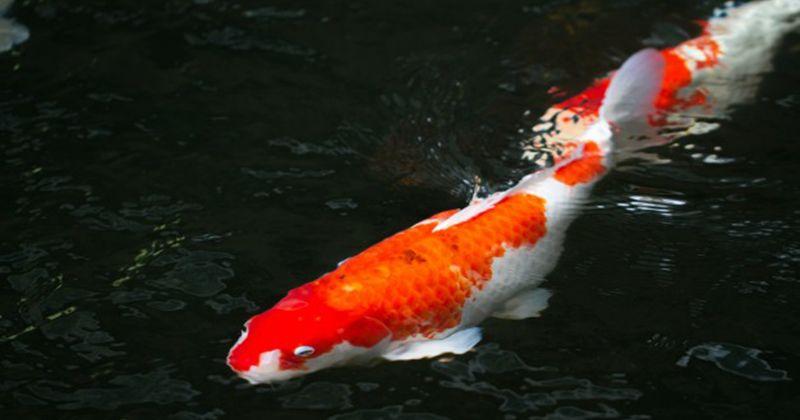 5. Ikan mas koki