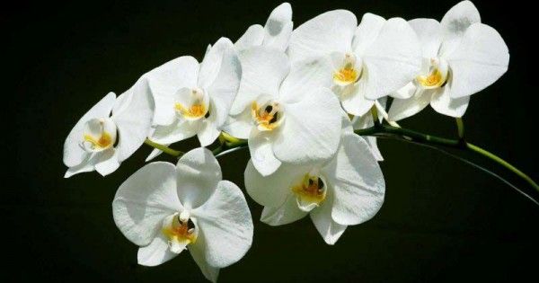 7 Bunga Anggrek Favorit Untuk Percantik Rumah Popmama Com
