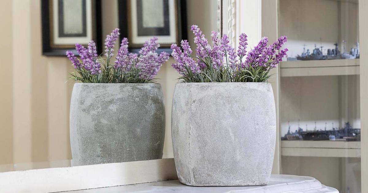 Menanam Bunga Lavender di Pot 1452647989538 3ddaca0b88b59949e25bddbfb317fe60 - Menanam Bunga Lavender di Pot