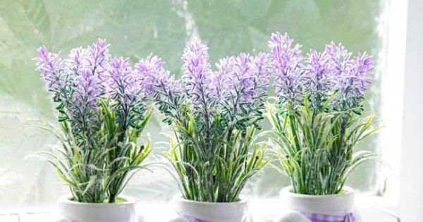5 Manfaat Menanam Bunga Lavender Di Rumah Popmama Com