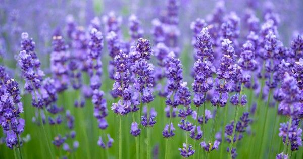 Bunga Lavender, Sejarah dan Khasiatnya – DEPOK POS