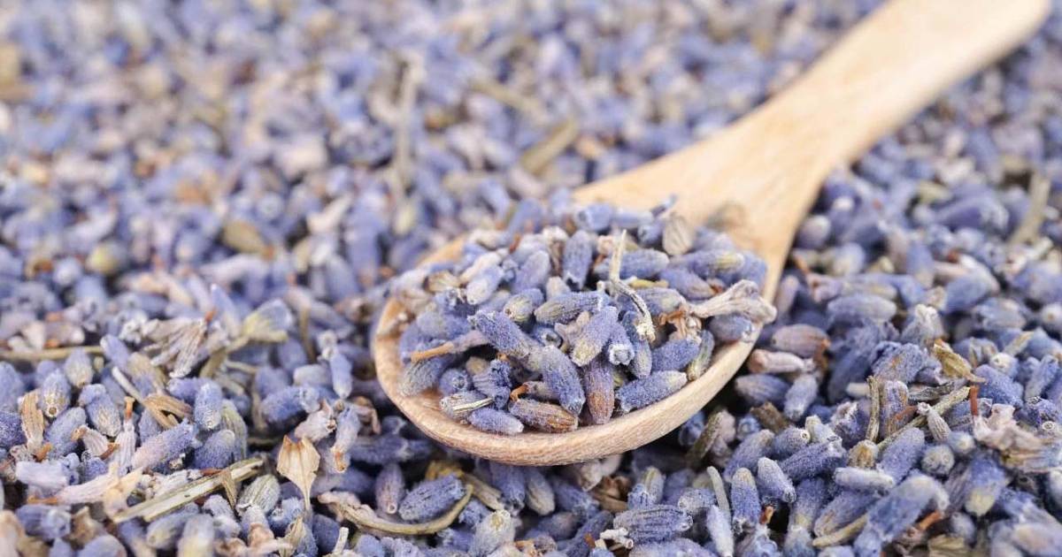 Menanam Bunga Lavender di Pot 1518642090258 ebb5af2e56d6470c920819ce5c34b224 - Menanam Bunga Lavender di Pot