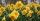 7. Bunga dafodil memberikan simbol kebahagiaan dalam sebuah hubungan 
