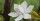 9. Bunga gardenia menjadi sebuah lambang kesetiaan rasa cinta