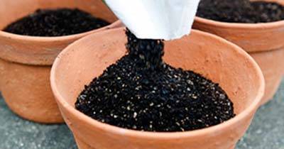 Menanam Bunga Lavender di Pot potting soil 1 6b075ea657debfb51a5fb27daa1173c8 - Menanam Bunga Lavender di Pot