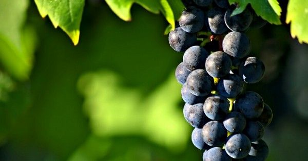 buah anggur ungu
