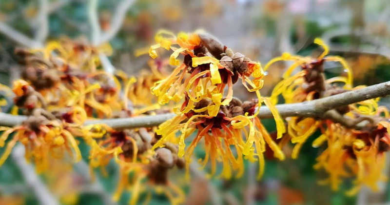 5. Menggunakan witch hazel