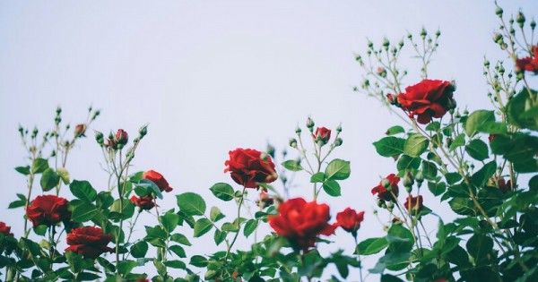 5 Tips Membuat Taman Bunga Mawar Di Pekarangan Rumah Popmama Com