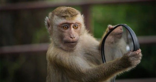 Berapa lama monyet hidup