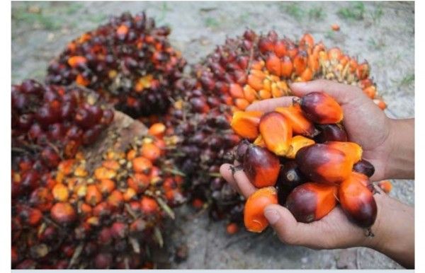 Sebutkan produk ekspor indonesia yang berupa hasil hutan