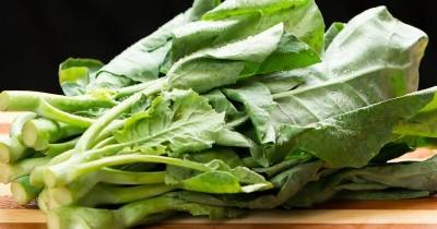 5 Cara Mudah Menanam Sayur Kailan Rumah