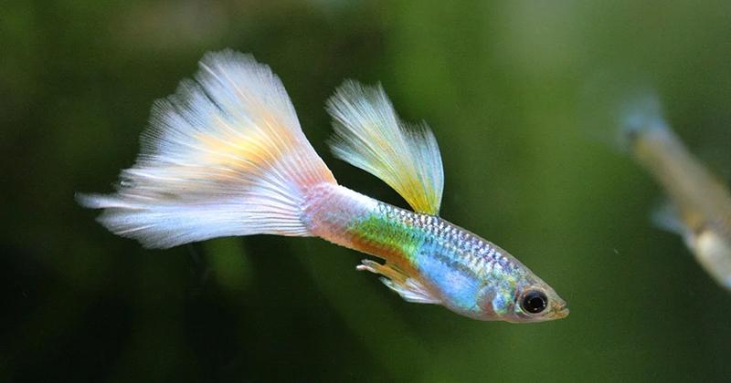 3. Ikan guppy