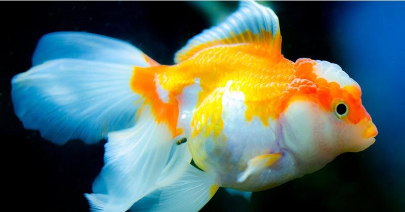 6. Ikan louhan