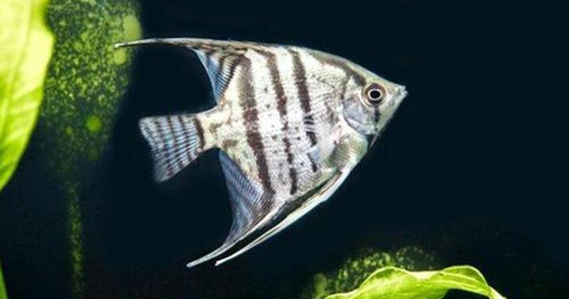 7. Ikan manfish