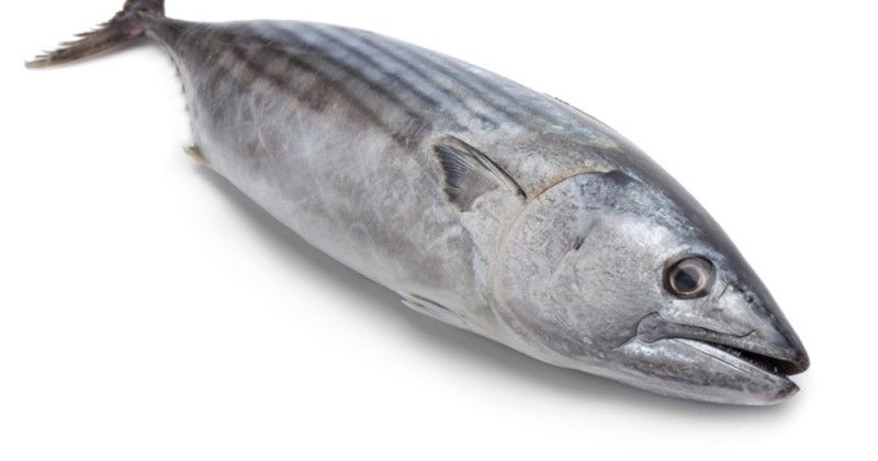 Ini 5 Manfaat Ikan Tongkol Untuk Ibu Hamil Popmama Com