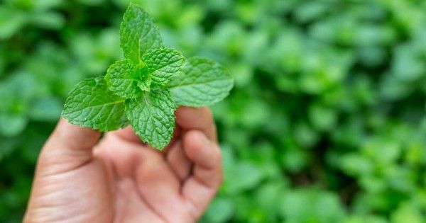 7 Pohon Herbal Cantik Yang Bisa Jadi Tanaman Hias Popmama Com