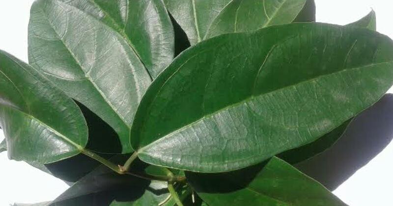 Jenis Daun Ini Berkhasiat untuk Obat