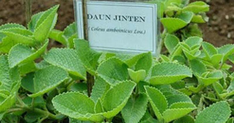 Jenis Daun Ini Berkhasiat untuk Obat